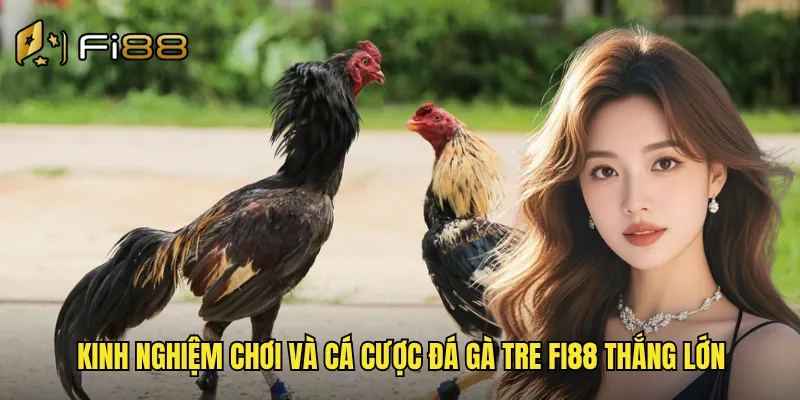 Kinh nghiệm chơi và cá cược đá gà tre Fi88 thắng lớn