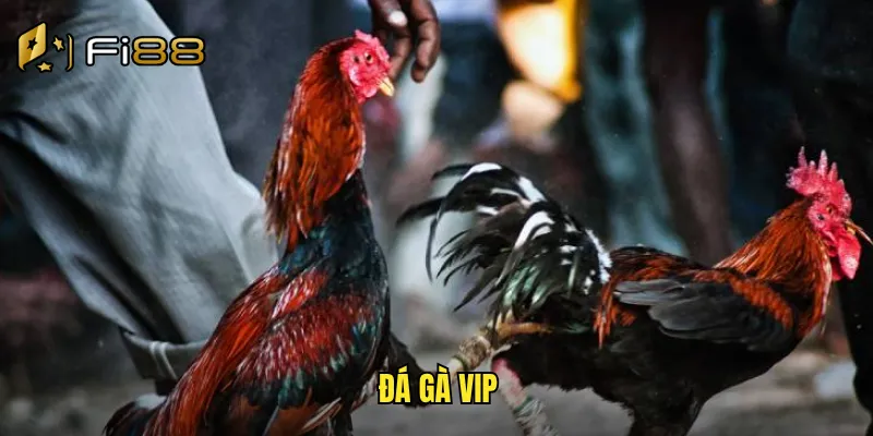 Đá Gà VIP Fi88 Phòng Chơi Riêng Tư Đẳng Cấp Dành Cho Hội Viên Cao Cấp 1 đá gà vip